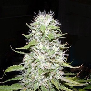 Hawaii Skunk