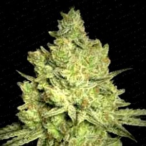 Jacky White Gefeminiseerd