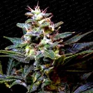 Sweet Purple Gefeminiseerd