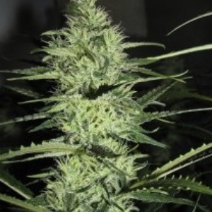 Ace Silver Haze Gefeminiseerd