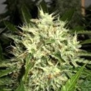 AK-47 Widow Gefeminiseerd