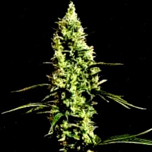 Atomical Haze Gefeminiseerd