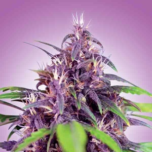 Auto Purple