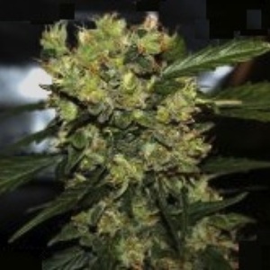 Automatic Mega Bud Gefeminiseerd