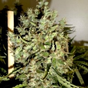 Big Jack Gefeminiseerd