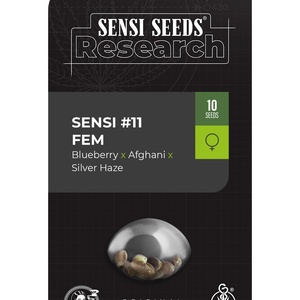 Sensi #11 - Blueberry x Afghani x Silver Haze