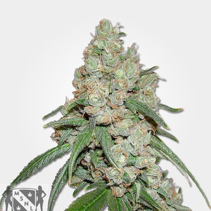 Buddha