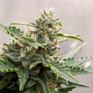 Deimos autoflowering