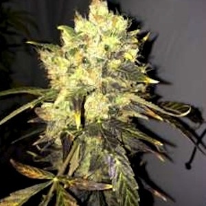 Durban CBD Gefeminiseerd