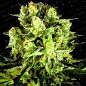 Durga Mata II CBD Gefeminiseerd