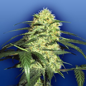 Dutch Delight