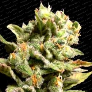 Dutch Dragon Gefeminiseerd