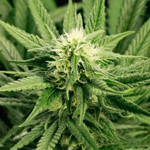Early Bud