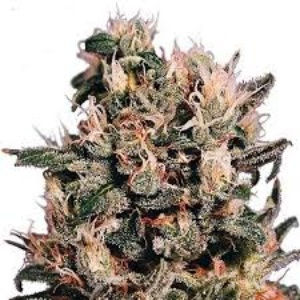 Euforia Gefeminiseerd