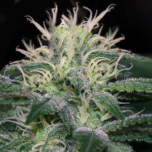 WSS Skunk Gefeminiseerd