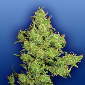 Flying Dragon Gefeminiseerd