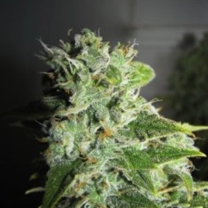 Frosty Kush Gefeminiseerd