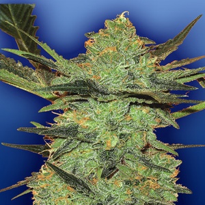 G Force Gefeminiseerd