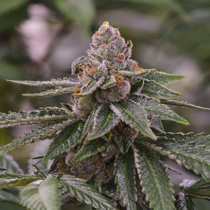 Gelato