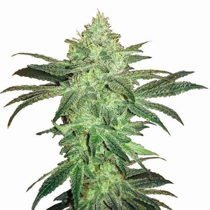 Gorilla Glue Gefeminiseerd