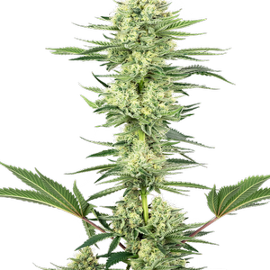Gorilla Haze
