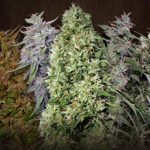 Indoor / Outdoor Mix