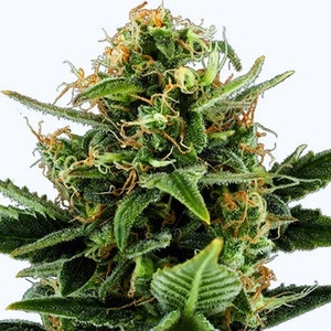 Jack Herer - Black Jack