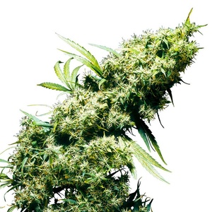 Jamaican Pearl Gefeminiseerd