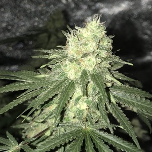 Mako Haze