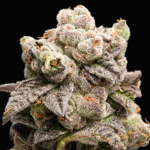 Mendocino Purps