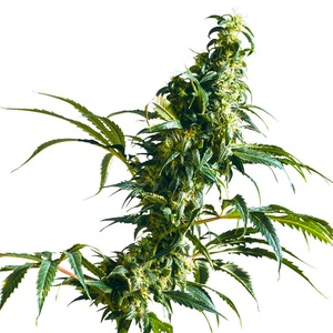 Mexican Sativa Gefeminiseerd