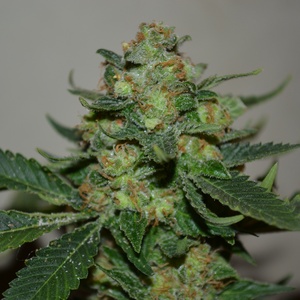 Mohan Ram Gefeminiseerd