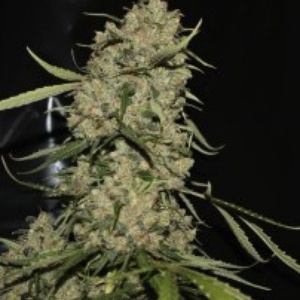 Mountain Kush Gefeminiseerd