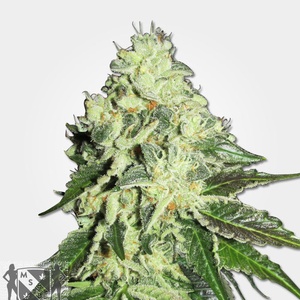 Nitro Lemon Haze Feminized