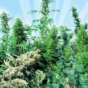Outdoor Mix