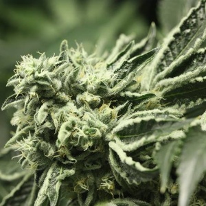 Rollex OG Kush Gefeminiseerd