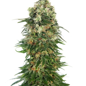 Shiva Skunk Automatic