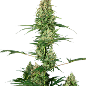 Silver Fire Feminized