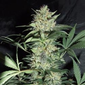 Silver Haze #9 Gefeminiseerd