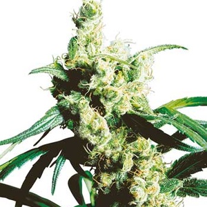 Silver Haze