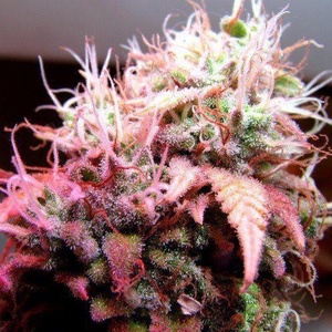 Strawberry Ice