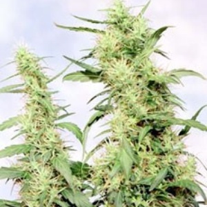 Western Winds / Kali Mist